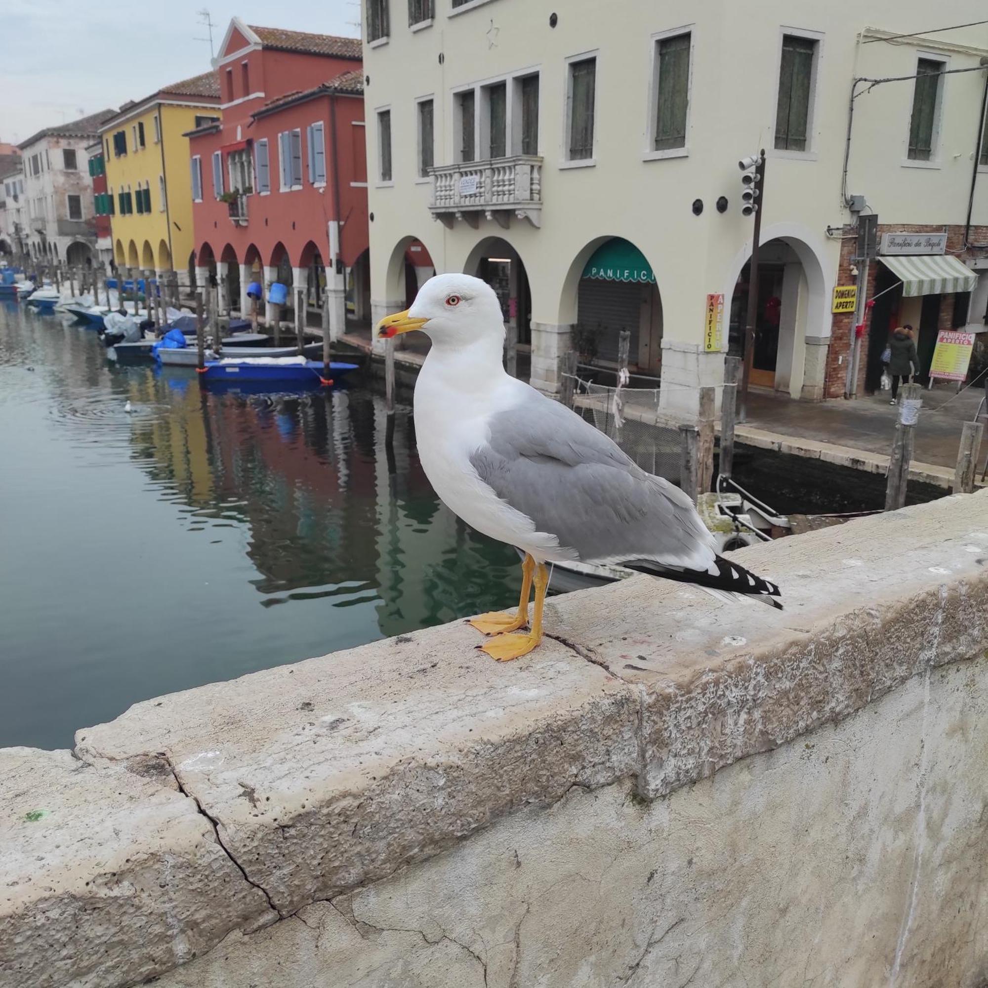 Ca' Dell'Angelo Bed & Breakfast Chioggia Luaran gambar